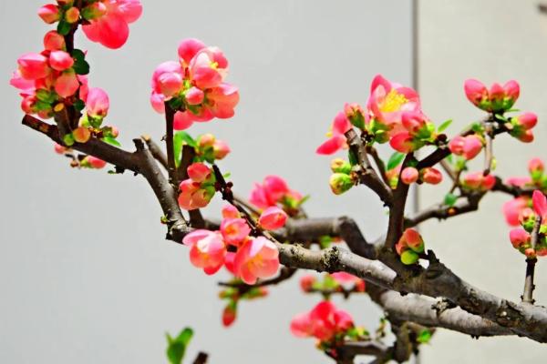 贴梗海棠如何施肥，要以施磷、钾肥为多