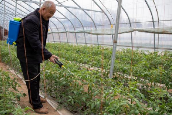 西红柿怎么施肥，定植至坐果前略施稀粪水