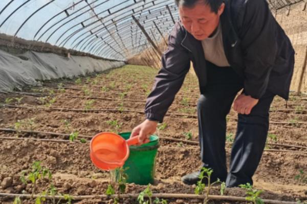 西红柿怎么施肥，定植至坐果前略施稀粪水