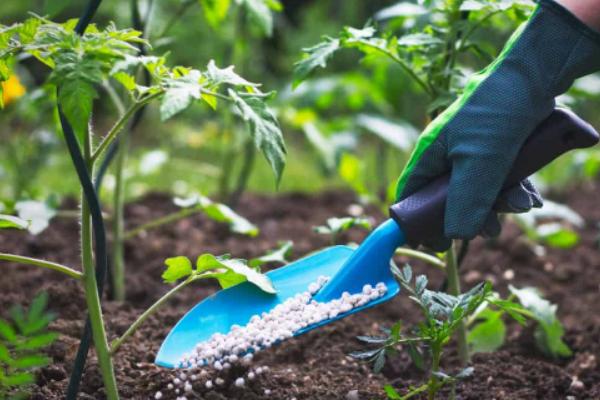 西红柿怎么施肥，定植至坐果前略施稀粪水