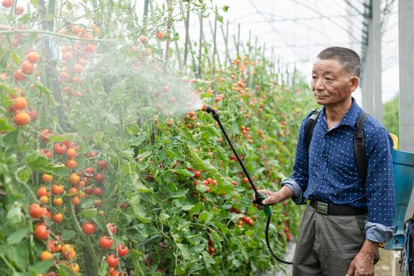 西红柿怎么施肥，定植至坐果前略施稀粪水