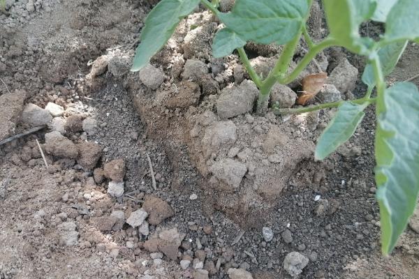西红柿怎么施肥，定植至坐果前略施稀粪水