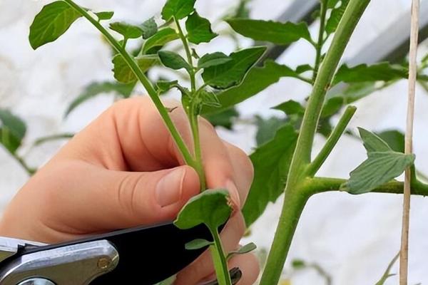 西红柿怎么施肥，定植至坐果前略施稀粪水