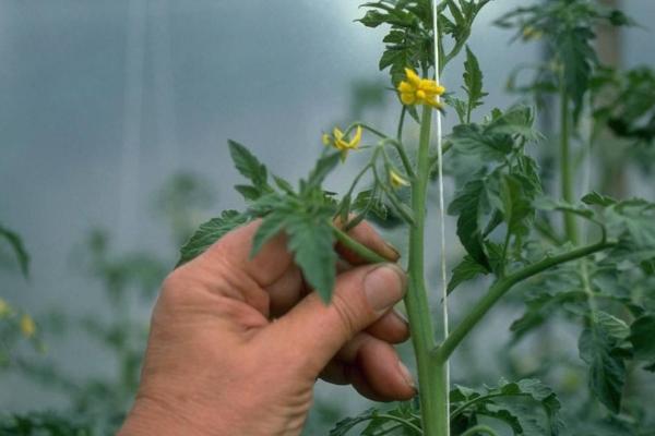西红柿怎么施肥，定植至坐果前略施稀粪水