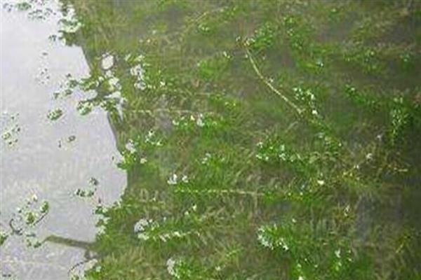 轮叶黑藻能不能过冬，是可以过冬的