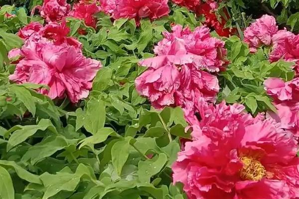 牡丹花的特点，颜色鲜艳多彩