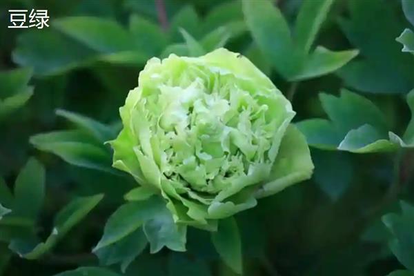 牡丹花的特点，颜色鲜艳多彩