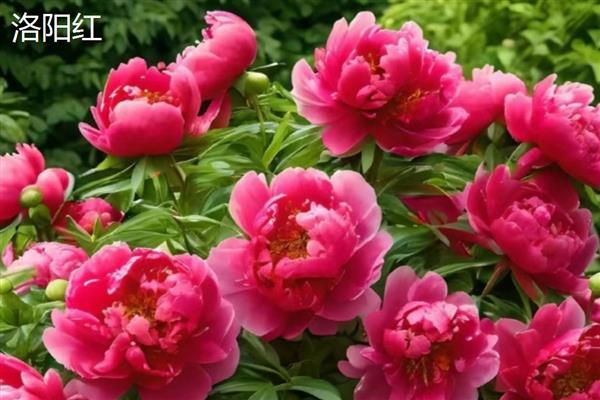 牡丹花的特点，颜色鲜艳多彩