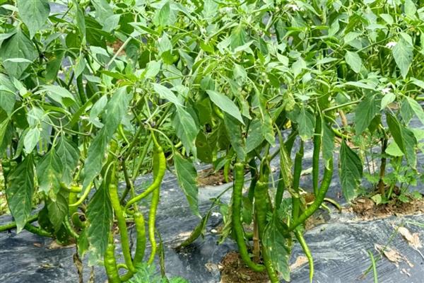 哪些蔬菜可以在6月份种植，适合选择黄瓜、番茄、豇豆等品种