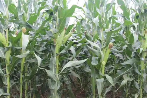 郑青贮1号玉米品种简介，适宜密度为4000-4500株