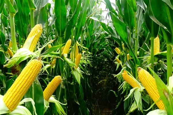 郑青贮1号玉米品种简介，适宜密度为4000-4500株