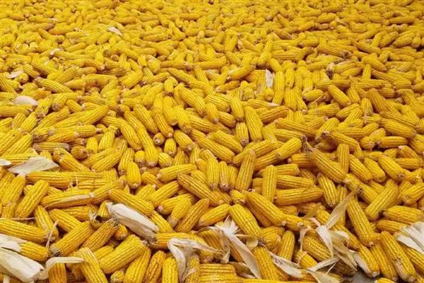 郑青贮1号玉米品种简介，适宜密度为4000-4500株
