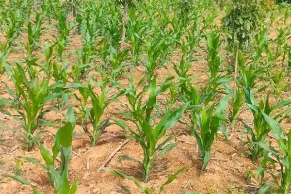 郑青贮1号玉米品种简介，适宜密度为4000-4500株