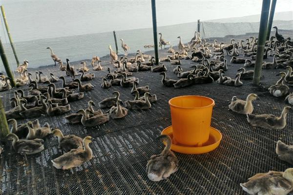 冬天怎么避免小鹅死亡，放在保温箱中可提供适宜的生活环境