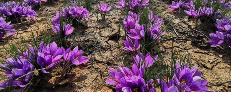 藏红花如何种植，通常在3-4月进行播种