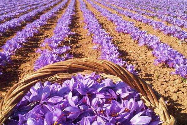 藏红花如何种植，通常在3-4月进行播种