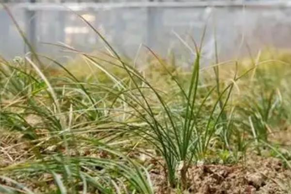 藏红花如何种植，通常在3-4月进行播种