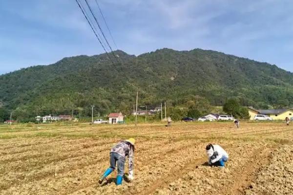 藏红花如何种植，通常在3-4月进行播种