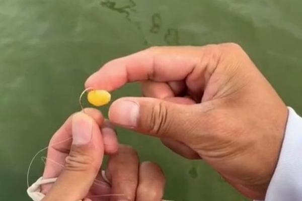 用玉米钓翘嘴是钓底还是钓浮，钓浮更合适一些