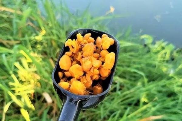 用玉米钓翘嘴是钓底还是钓浮，钓浮更合适一些