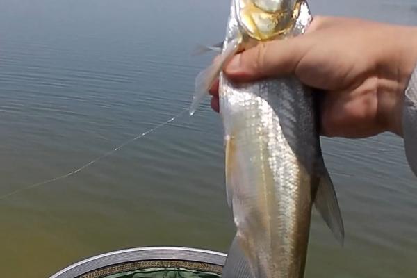 用玉米钓翘嘴是钓底还是钓浮，钓浮更合适一些