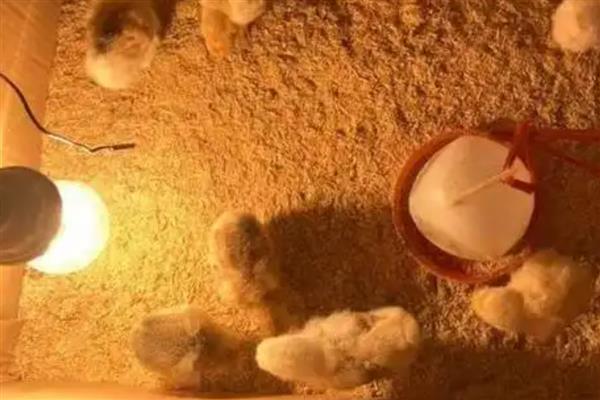小鸡要不要喝水，饮水量不足容易渴死