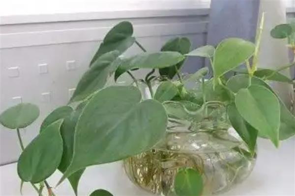 心叶藤的水培方法，初期每隔1-2天换一次水