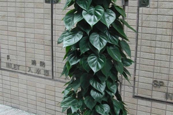 心叶藤的水培方法，初期每隔1-2天换一次水