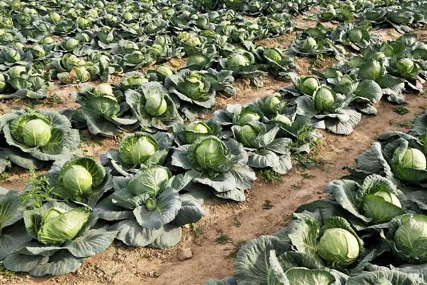 种植包菜的成本与利润，一亩地需投入2000元左右