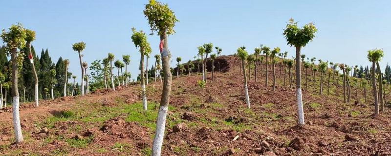 给元宝枫修剪树头的方法，剪除或短截侧枝可以促进主枝生长