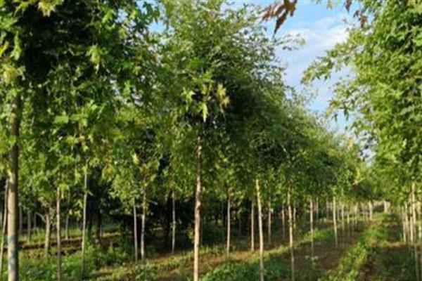 给元宝枫修剪树头的方法，剪除或短截侧枝可以促进主枝生长