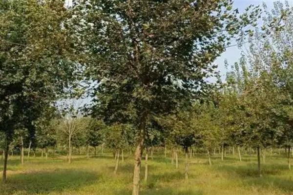 给元宝枫修剪树头的方法，剪除或短截侧枝可以促进主枝生长