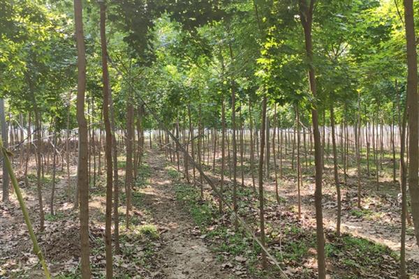 给元宝枫修剪树头的方法，剪除或短截侧枝可以促进主枝生长