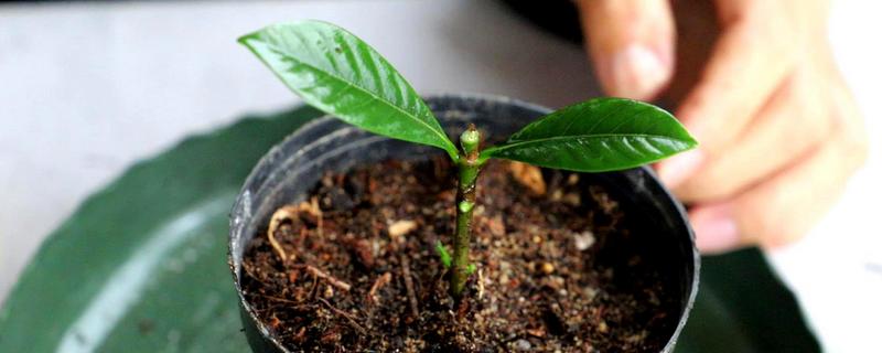 栀子花的扦插方法，一般在温暖的季节进行