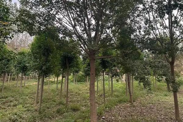 给元宝枫修剪树头的方法，剪除或短截侧枝可以促进主枝生长