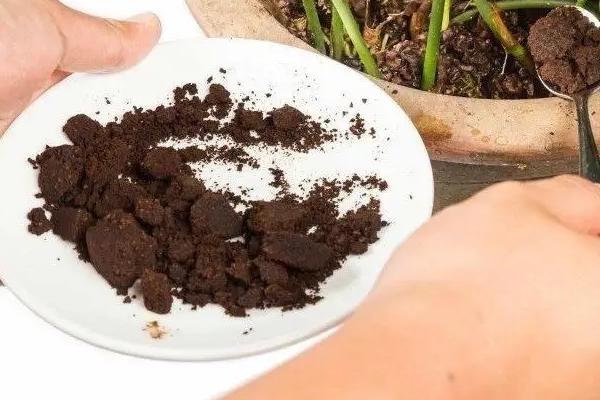 养殖勿忘我插花要不要放水，每隔3-4天换一次水能让植株长得更好