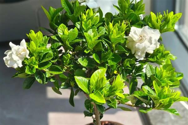 栀子花的扦插方法，一般在温暖的季节进行