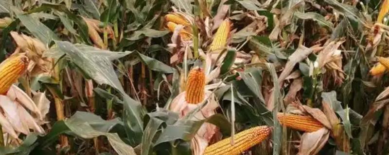 中选777玉米种的特征特性，生育期大约需要104天