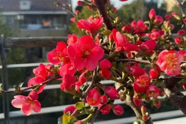如何养殖木瓜海棠，平时每隔4天浇一次水