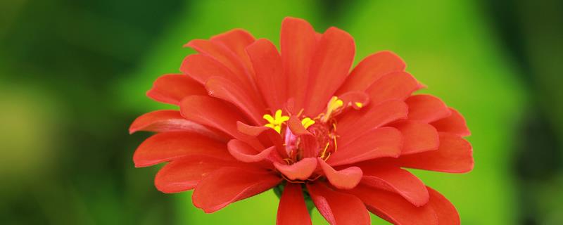 硫华菊的花语，寓意野性美、不受拘束等