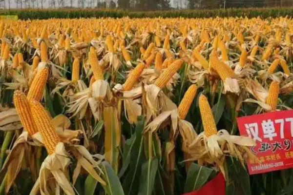 中选777玉米种的特征特性，生育期大约需要104天