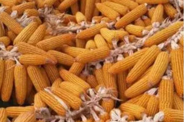 中选777玉米种的特征特性，生育期大约需要104天