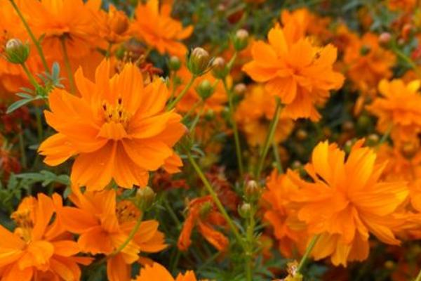 硫华菊的花语，寓意野性美、不受拘束等