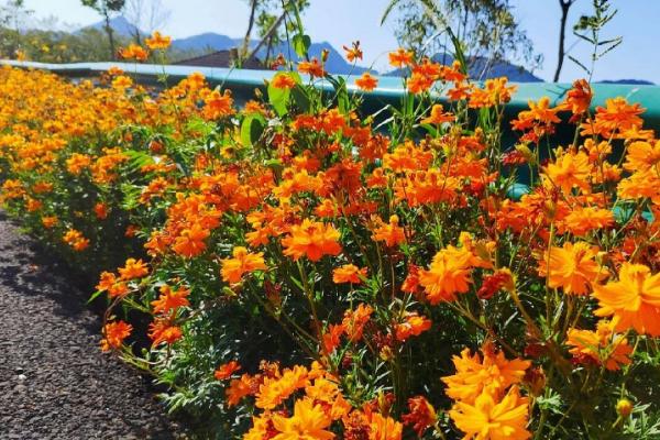 硫华菊的花语，寓意野性美、不受拘束等