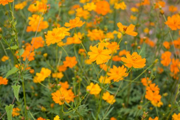 硫华菊的花语，寓意野性美、不受拘束等