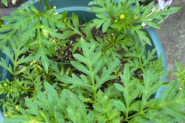 硫华菊的花语，寓意野性美、不受拘束等