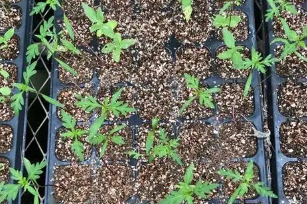 硫华菊的花语，寓意野性美、不受拘束等
