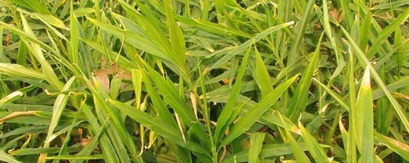 姜叶枯病的症状，叶片上会出现黄褐色枯斑