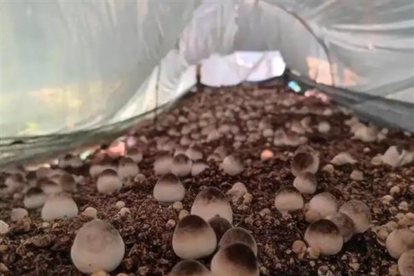 草菇的产地，主要产区在广东、广西等地
