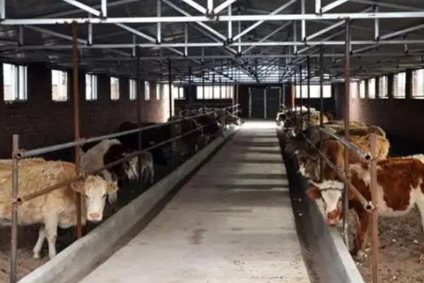 无公害肉牛的养殖技术，不可饲喂污染、发霉的饲料